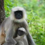 White monkey with black face holding small infant monkey