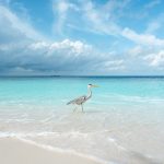 Especie marina sedentaria en lecho coralino Maldivas