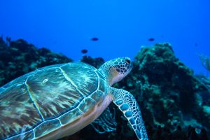 Mexico Sony - 0730 (min)