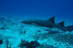 Mexico Sony - 0932 (min)