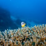 Pez amarillo brillante sobre coral en Maldivas