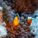 Pez naranja brillante en anémona coralina