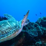 Tortuga verde de perfil sobre el arrecife de Cozumel