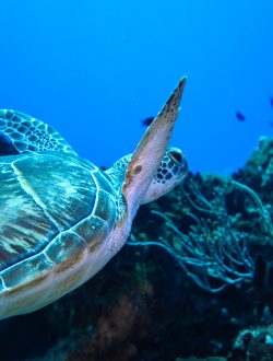 Tortuga verde de perfil sobre el arrecife de Cozumel