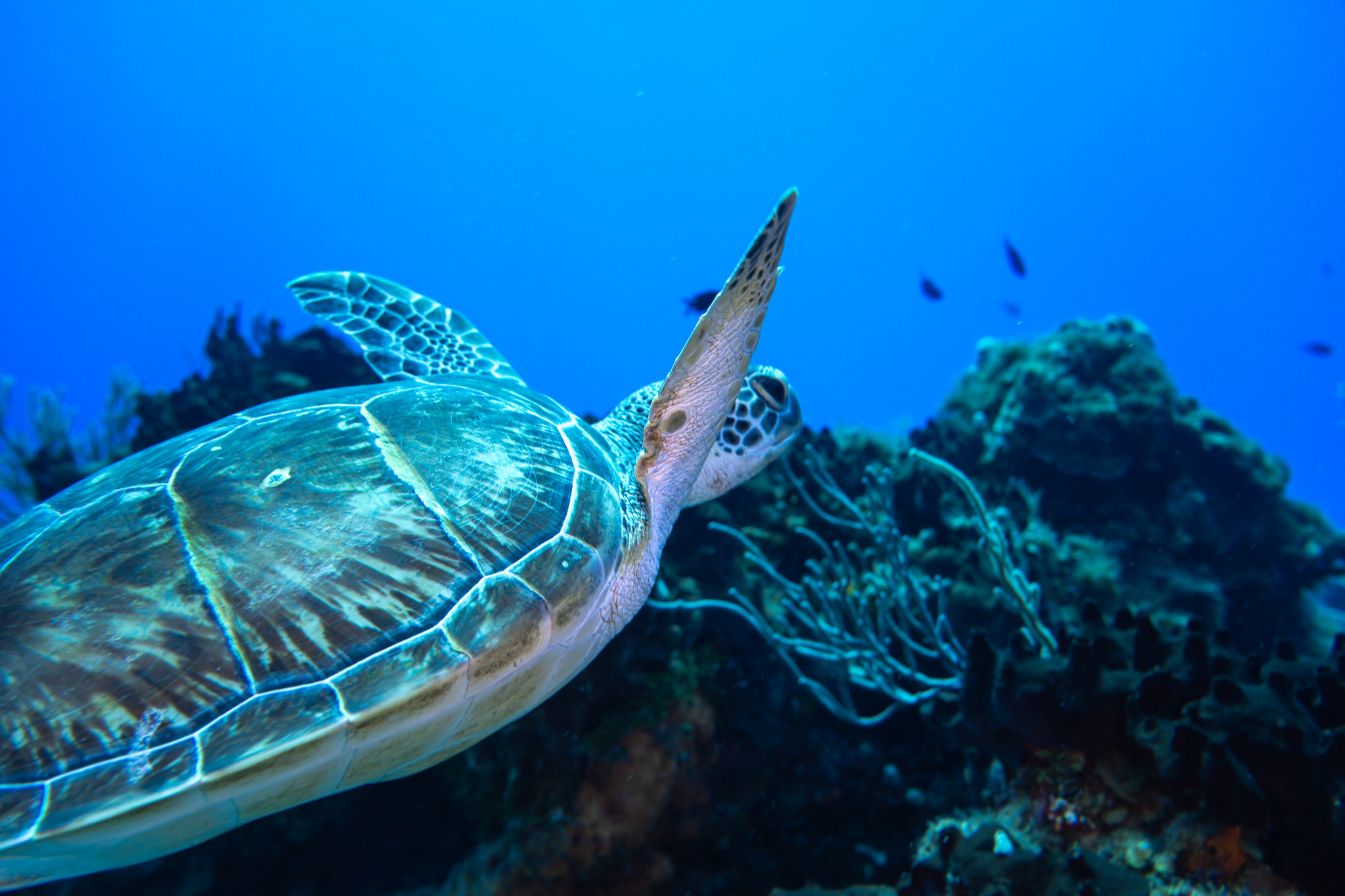 Tortuga verde de perfil sobre el arrecife de Cozumel