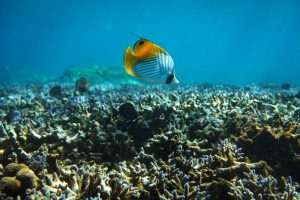 Un pez mariposa amarillo y blanco nada sobre un arrecife de coral en el océano Índico.